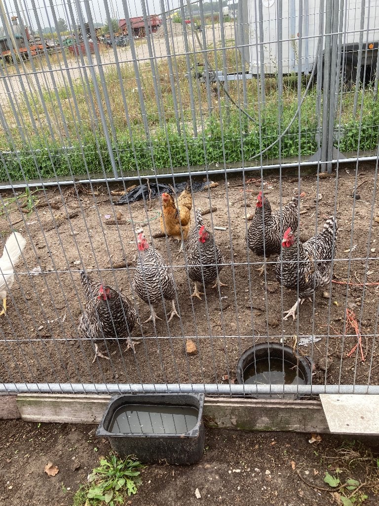 Noord Hollandse blauwe kippen en haan, Dieren en Toebehoren, Pluimvee, Meerdere dieren, Kip