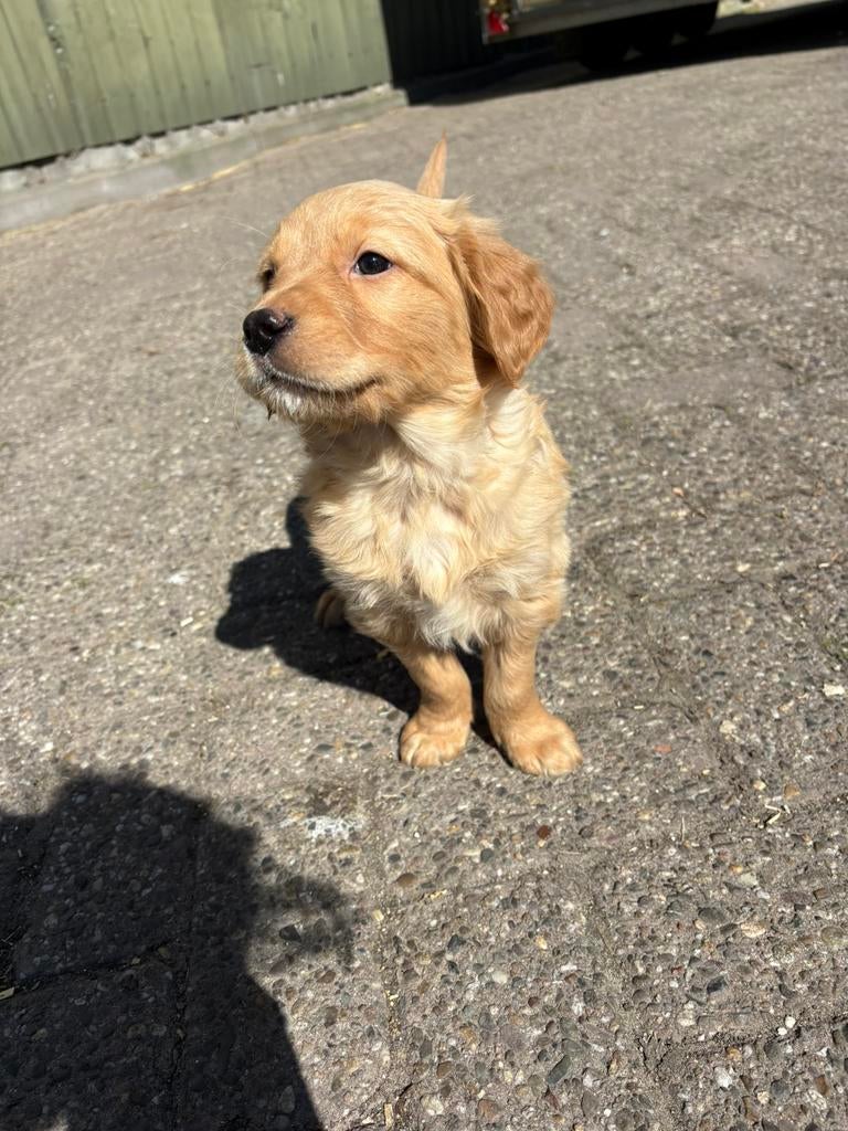 Hele mooie labrador pups blond en zwart, Dieren en Toebehoren, Honden | Retrievers, Spaniëls en Waterhonden, Meerdere dieren, Labrador retriever