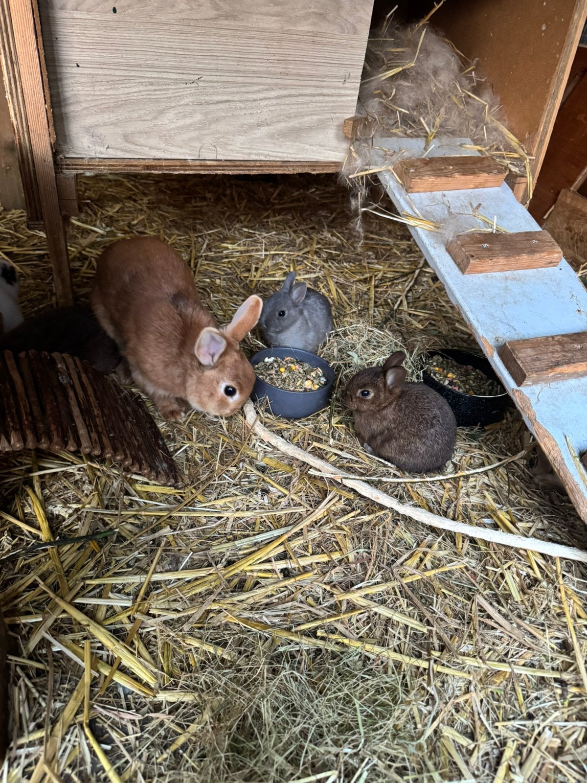 Leuke dwergkonijntjes te koop!, Mei, Meerdere dieren, Overige typen, Tam