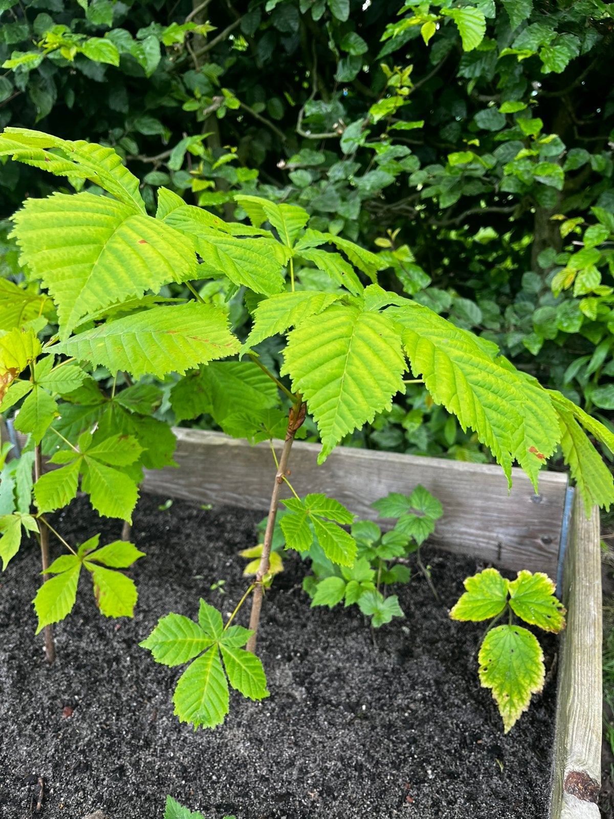 Kastanje boompje, Ophalen, Minder dan 100 cm, Overige soorten, Zomer