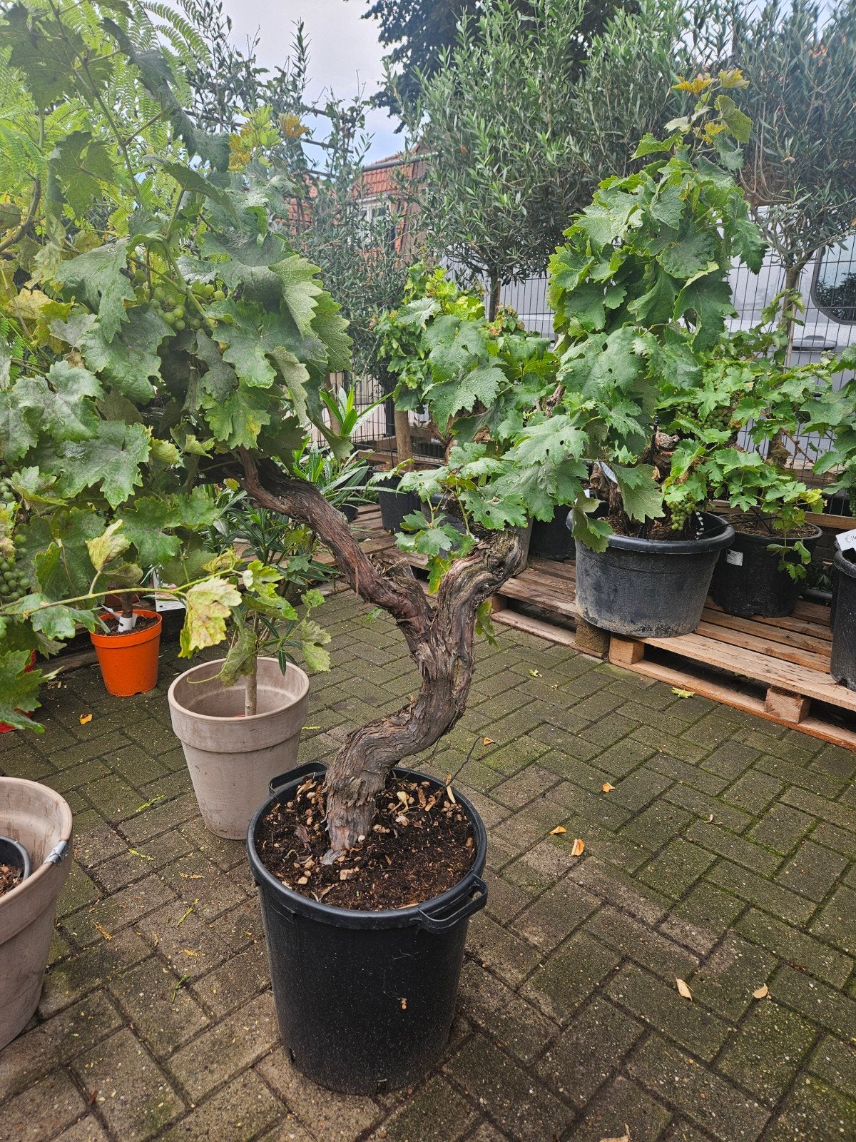 Oude Wijnstokken - Prachtige Druivenplanten in Pot, Volle zon, Vaste plant, Ophalen of Verzenden, Zomer