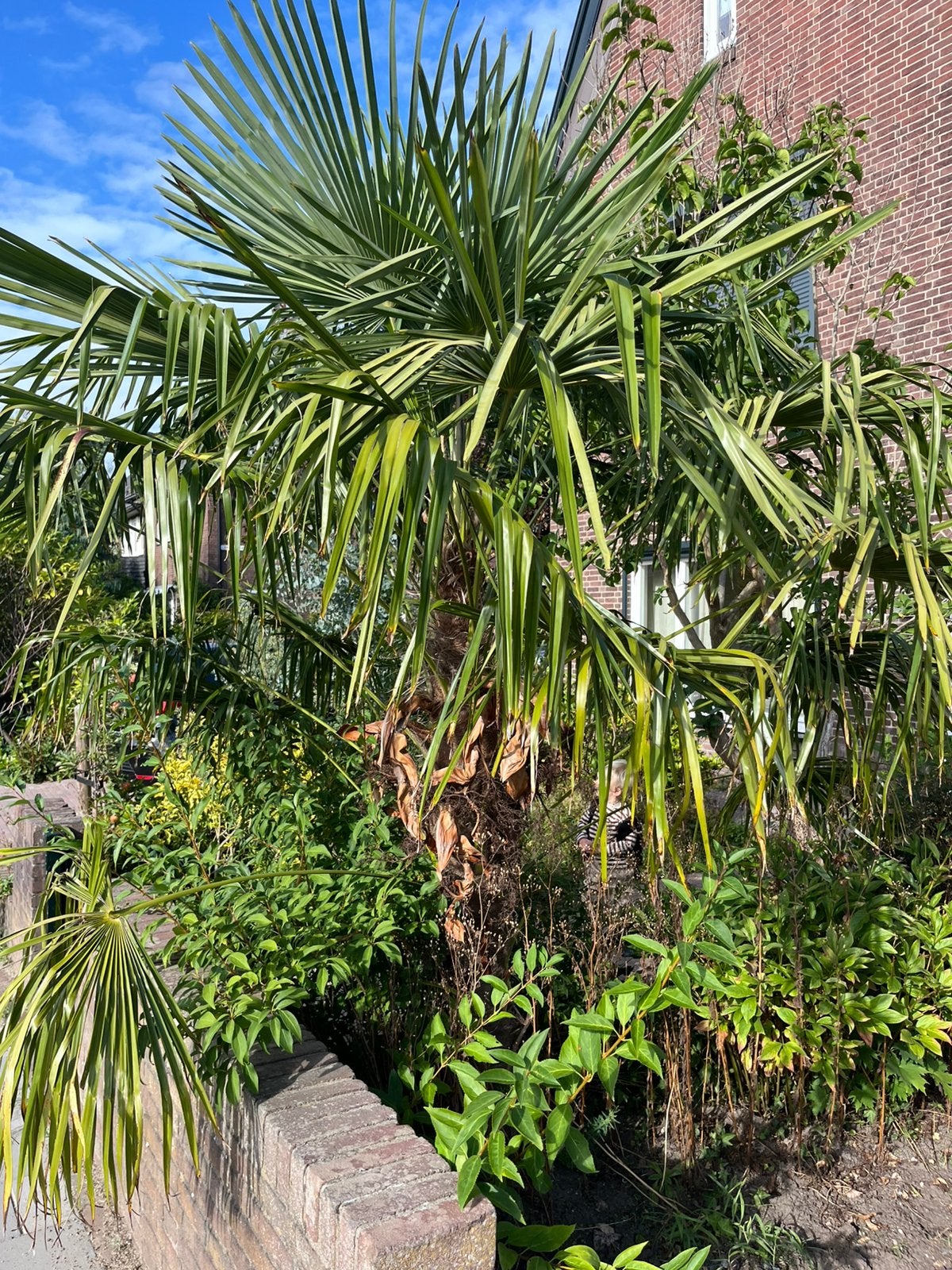 Palmboom +/- 180cm, 100 tot 250 cm, Zomer, Palmboom, Ophalen