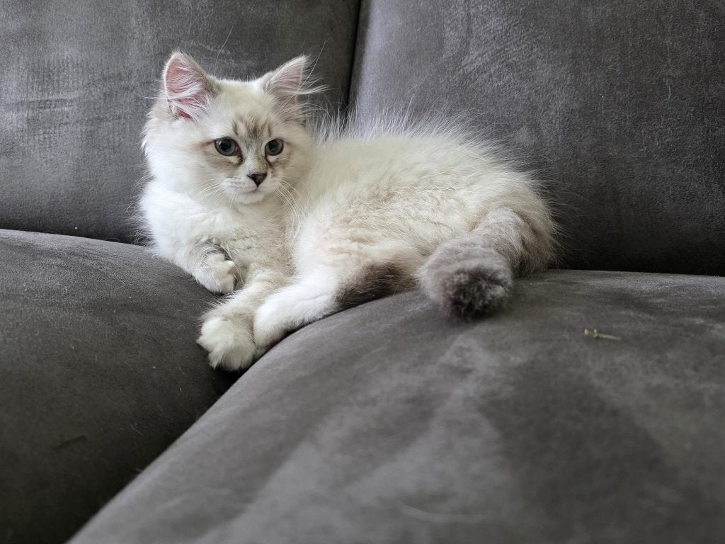 Neva Masquerade kittens, Meerdere dieren, Gechipt, 0 tot 2 jaar