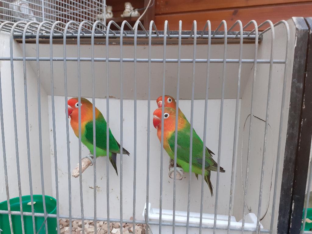 te koop mooi dwergpapegaaitjes, Dieren en Toebehoren, Vogels | Parkieten en Papegaaien, Meerdere dieren, Dwergpapegaai of Agapornis