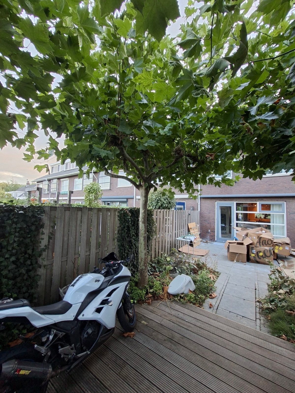 2 Platanen verwijderen met kraan in Dordrecht, Tuin en Terras, Ophalen, 250 tot 400 cm