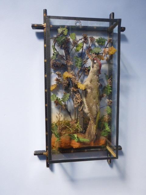 Groene specht in vitrine 19e eeuw., Ophalen of Verzenden, Zo goed als nieuw, Vogel, Opgezet dier