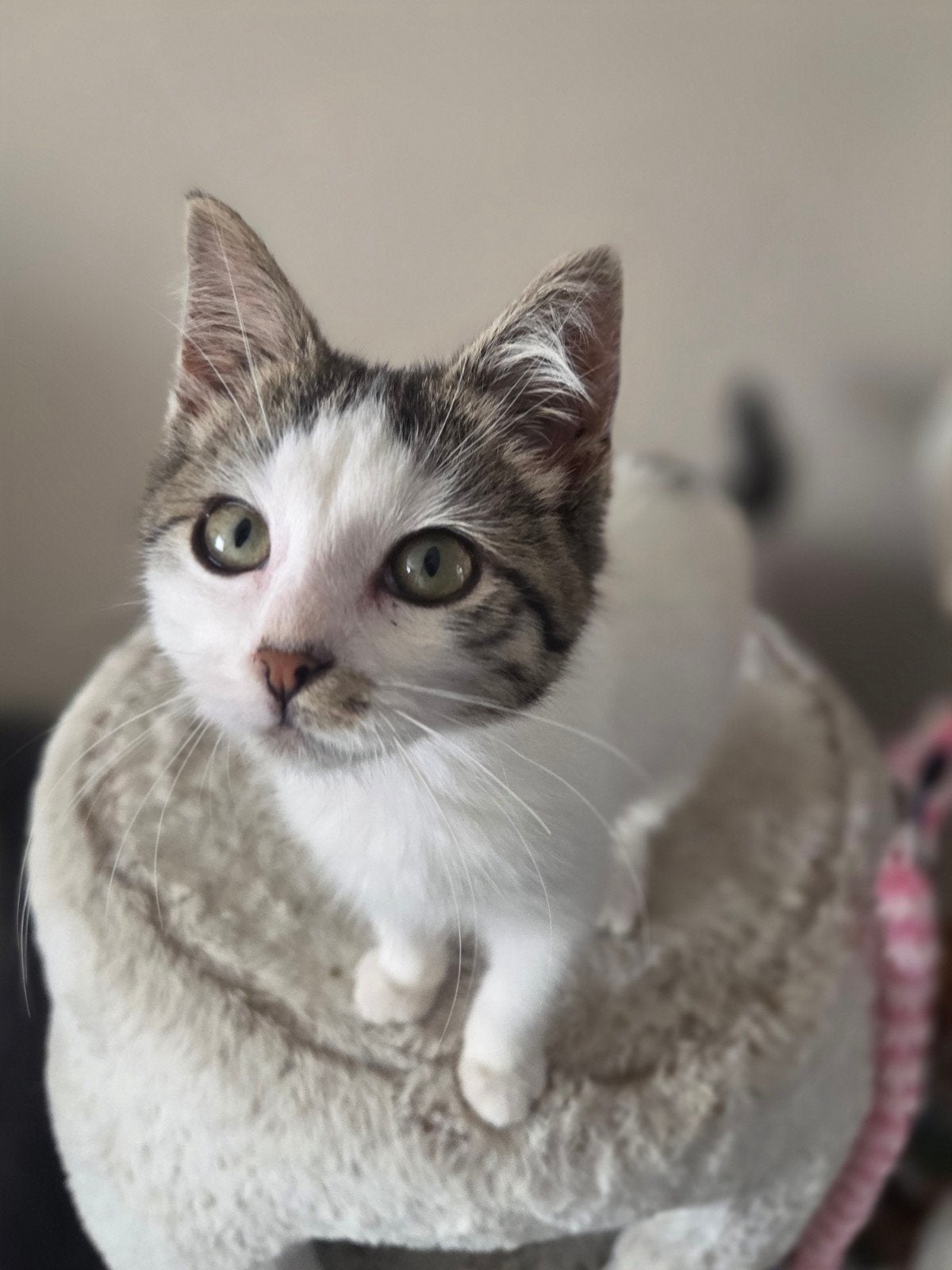 Super lieve kitten rond de 8 weken oud!, Dieren en Toebehoren, Kater