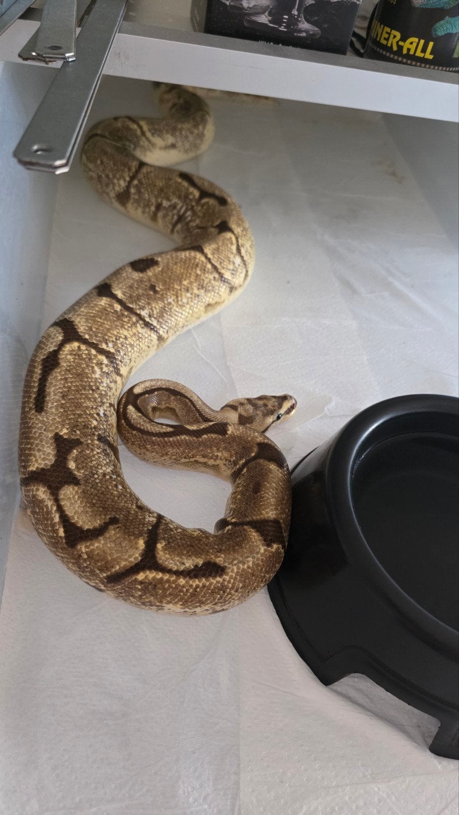 Konings Python Spider vrouw, Dieren en Toebehoren, Slang, Tam