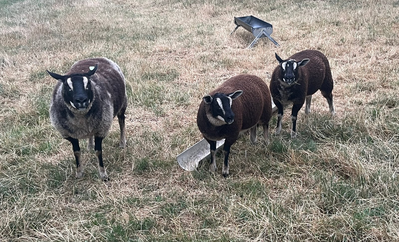 Dassenkop ooi of ramlammeren, Dieren en Toebehoren, Meerdere dieren, Schaap, 0 tot 2 jaar
