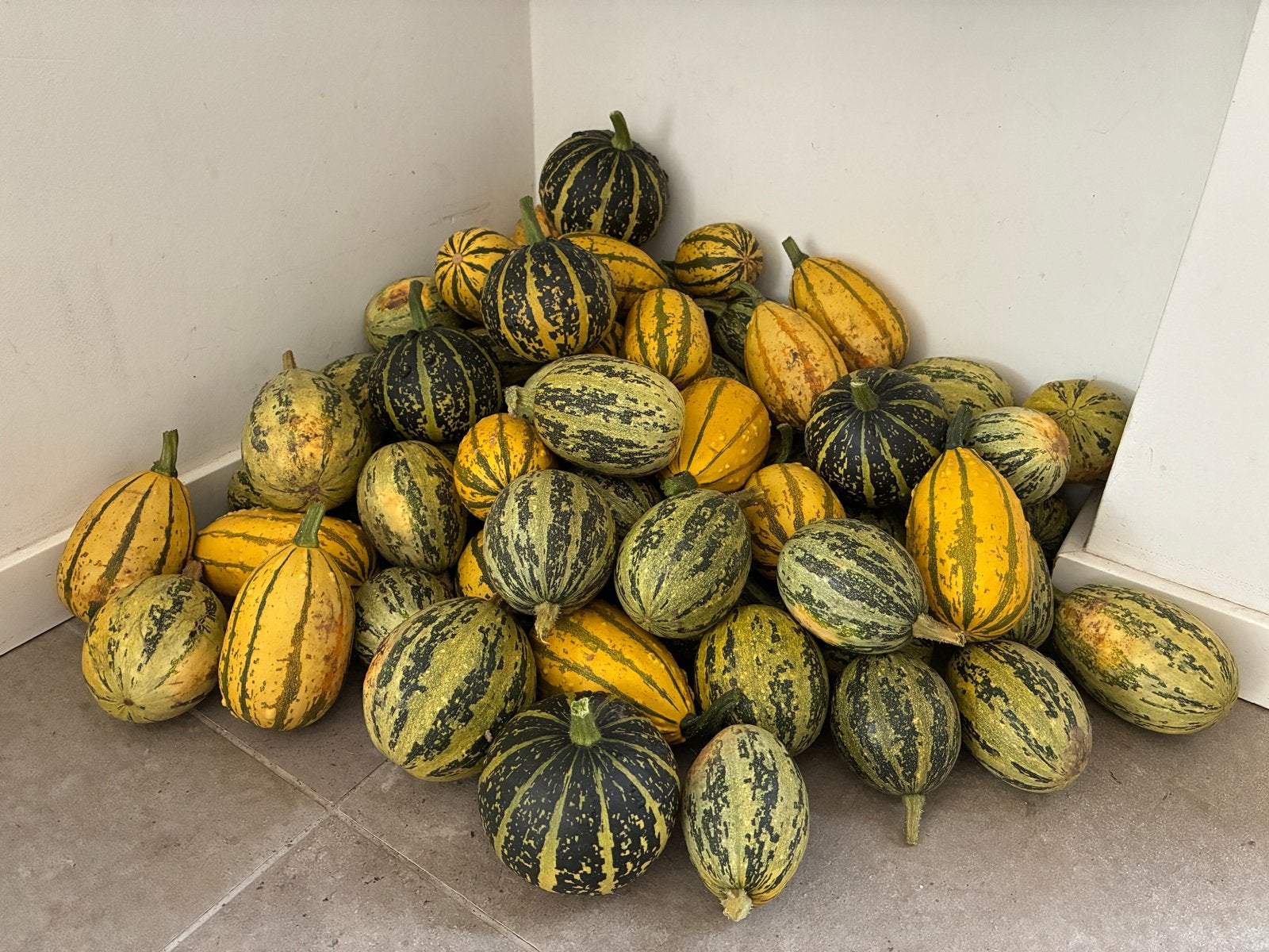 Sierpompoentjes - leuk voor (herfst/halloween)decoratie, Ophalen