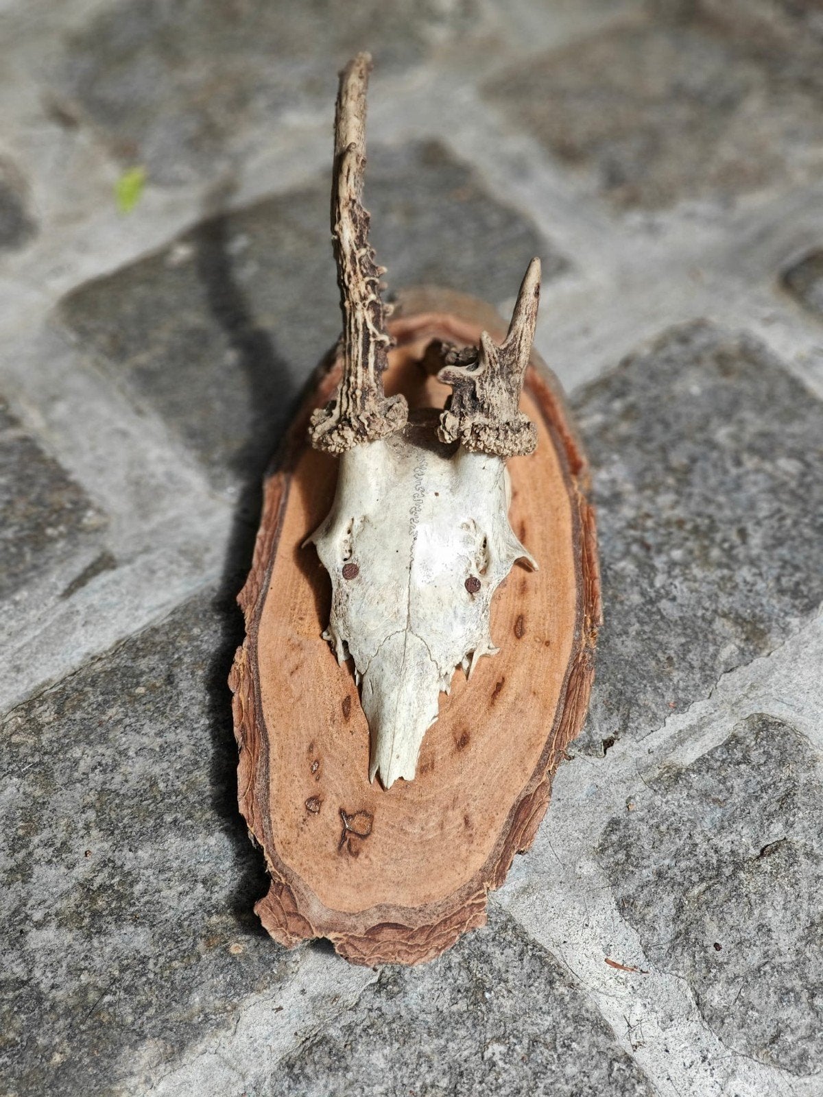 Hertenkop met gewei op houten schild, Ophalen, Gebruikt