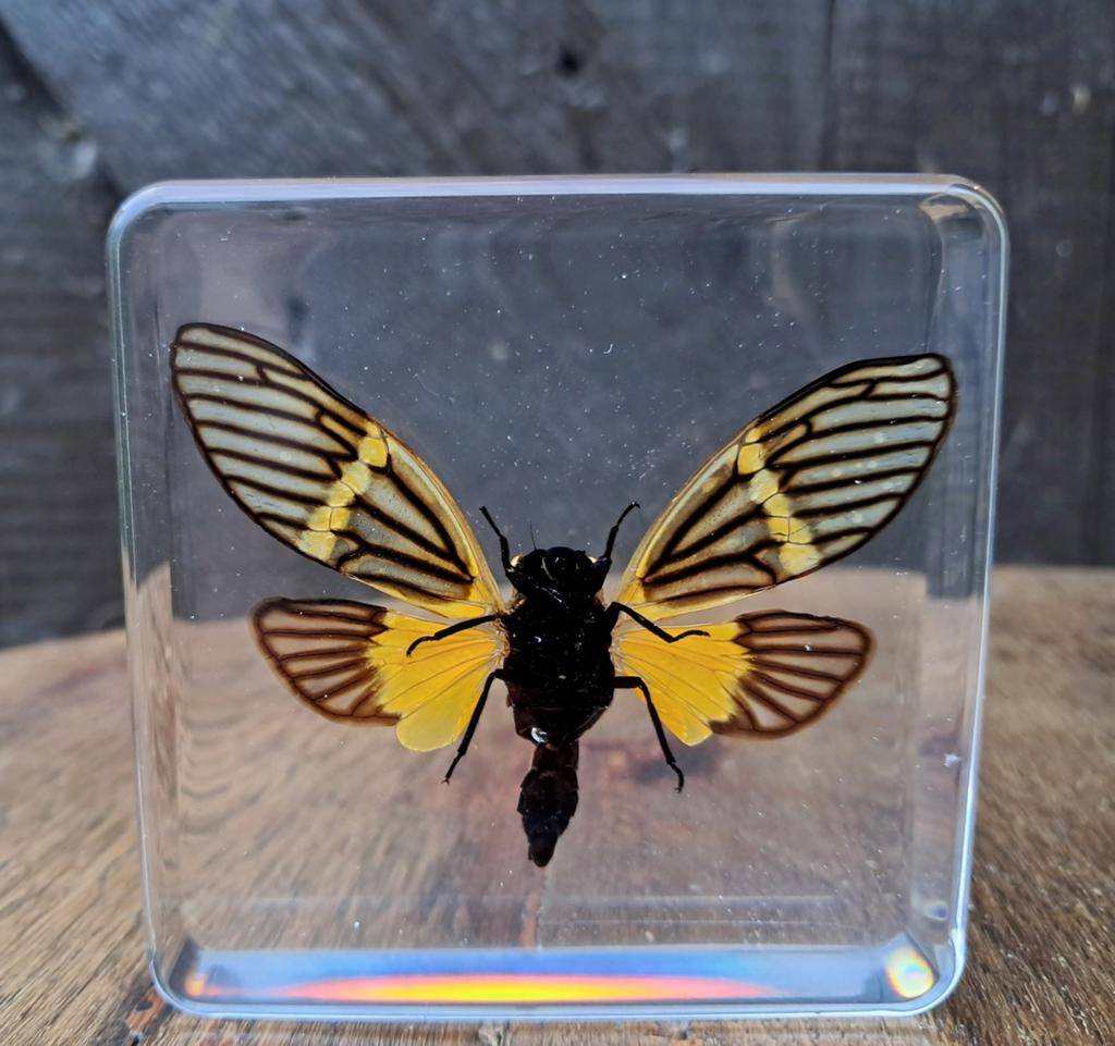 Handgemaakt hars kunstwerk – Cicade – Uniek 7,5 x 7.5cm, Ophalen of Verzenden, Nieuw, Insect, Opgezet dier