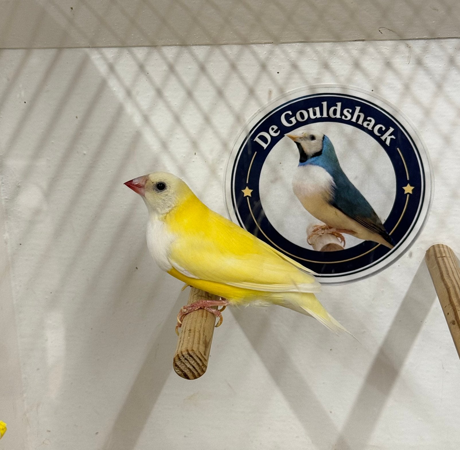 Gouldamadine (gele pop), Dieren en Toebehoren, Vrouwelijk, Geringd