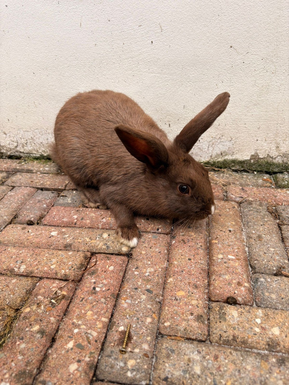 konijn / jong konijn, Dieren en Toebehoren