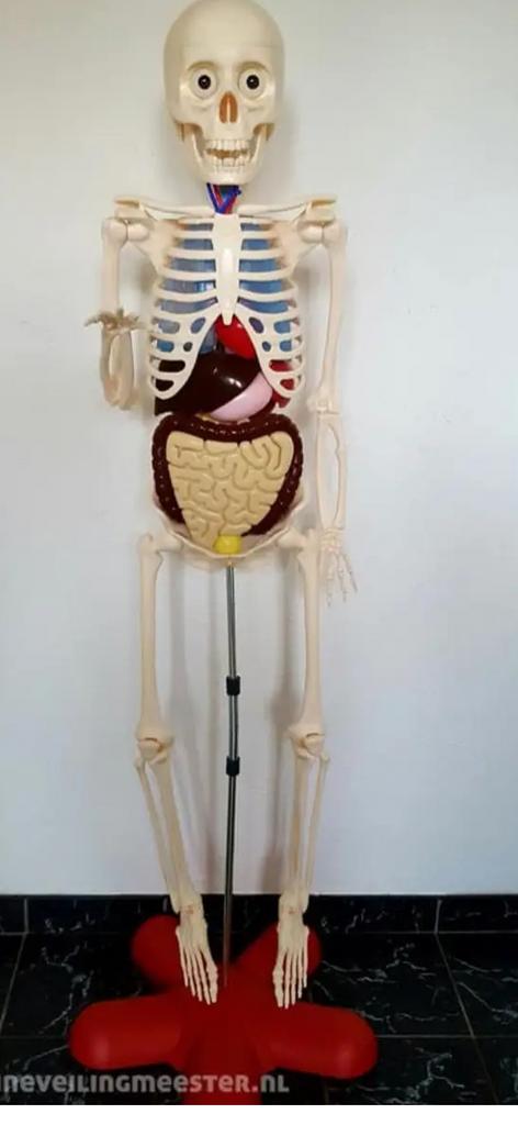 Anatomisch Skeletmodel met Organen - Educatief, Ophalen, Gebruikt