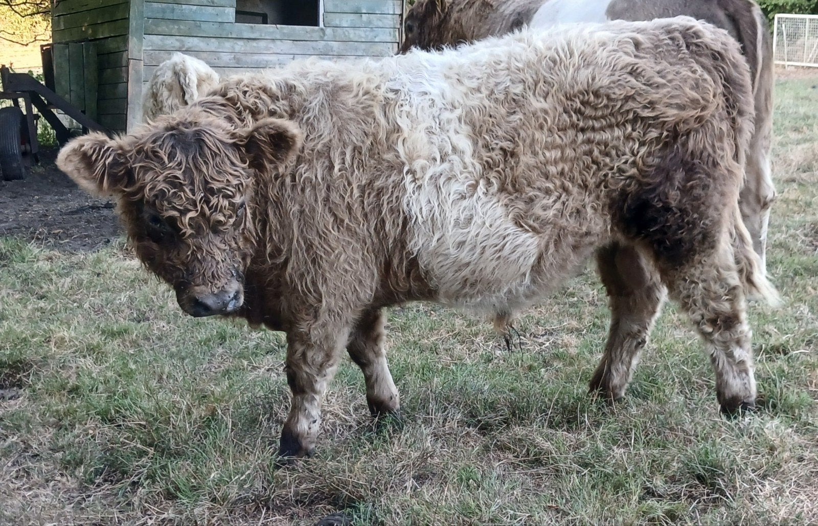 mooi belted galloway stiertje tekoop/of teruil, Dieren en Toebehoren, Mannelijk, 0 tot 2 jaar