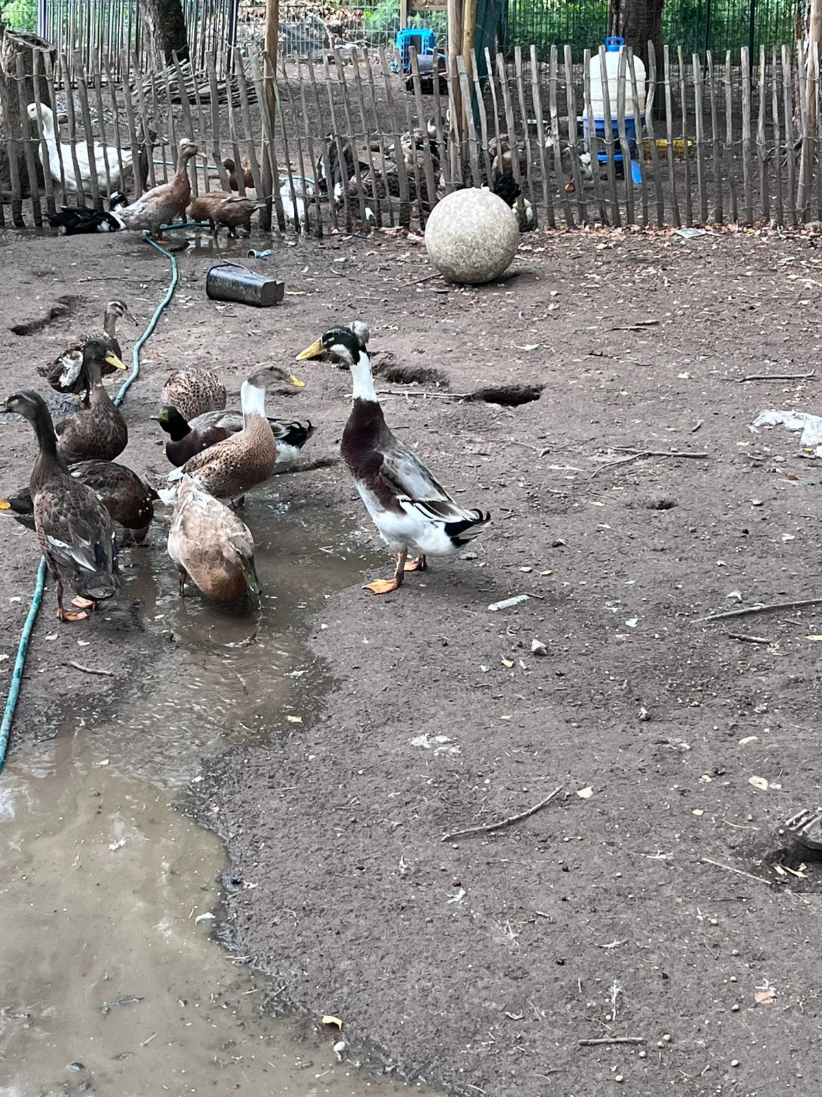 Eenden, Dieren en Toebehoren, Pluimvee, Meerdere dieren, Eend