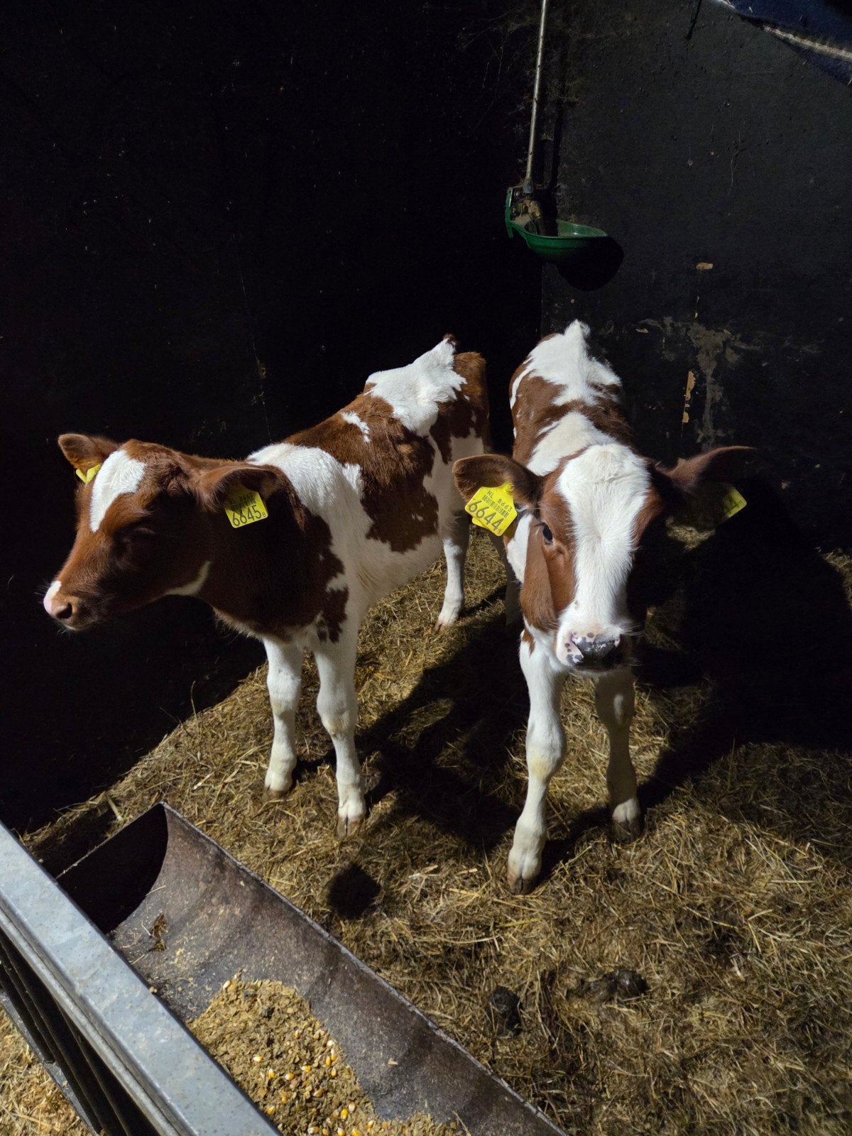 Mooie roodbonte vaarskalveren, Vrouwelijk, 0 tot 2 jaar