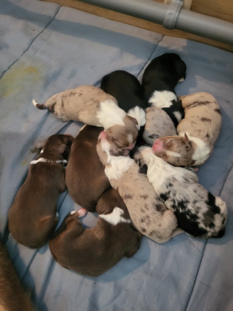 Australian shepherd pups geboren, Dieren en Toebehoren, 1 tot 2 jaar, Parvo, Meerdere, Meerdere dieren