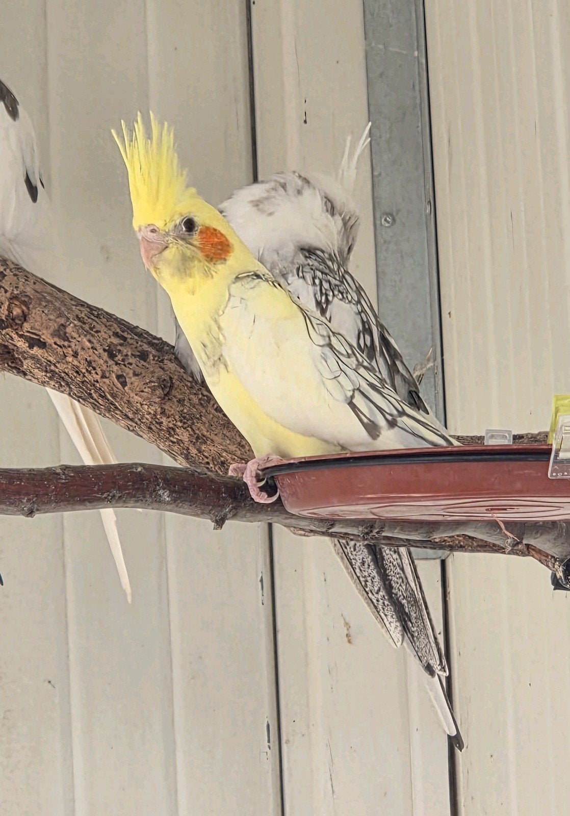 jonge bonte opaline valkparkiet, Vrouwelijk, Parkiet