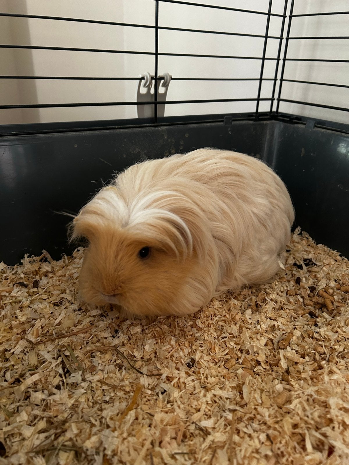 Lief koppeltje cavia's zoeken een goed huis, Januari, Vrouwelijk, Cavia