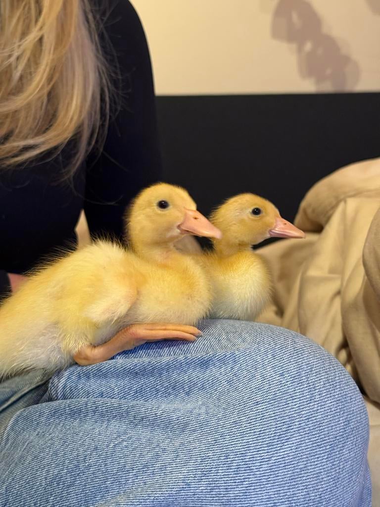 Loopeenden paar, Dieren en Toebehoren, Pluimvee, Meerdere dieren, Eend