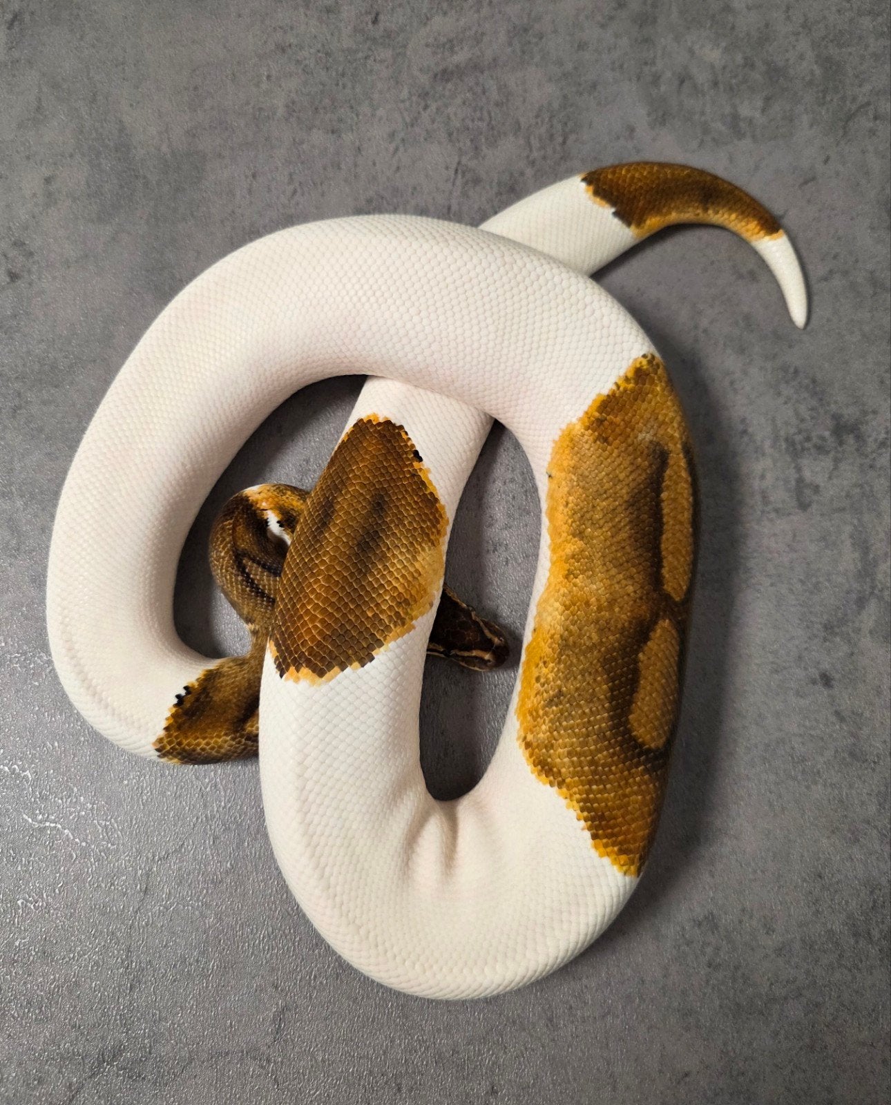 Black Pastel Enchi Piebald♀️ Bewezen kweekdame, Dieren en Toebehoren, Slang, 0 tot 2 jaar