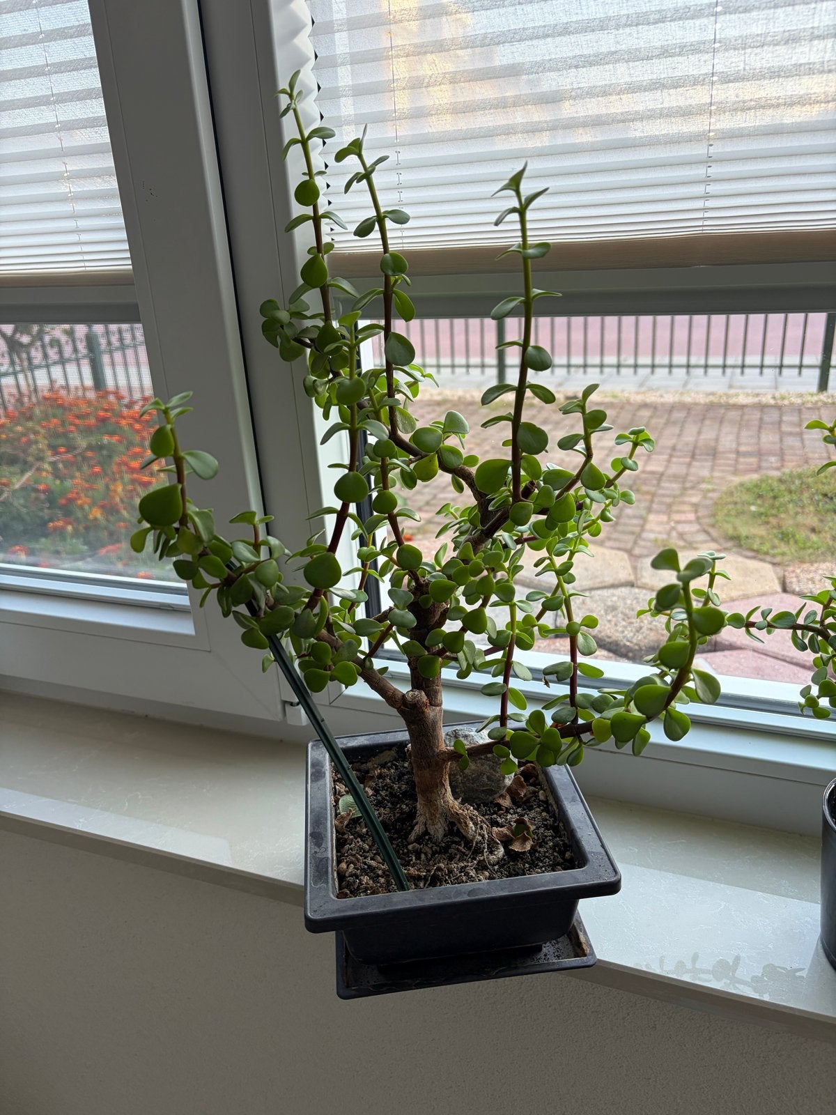 Bonsai Spekboom - Portulacaria Afra, Ophalen, In pot, Minder dan 100 cm, Bonsai