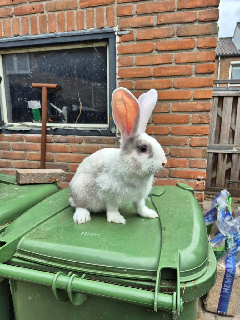 Super mooie duitse reus 12 weken oud, Dieren en Toebehoren, Konijnen, Mannelijk, Groot