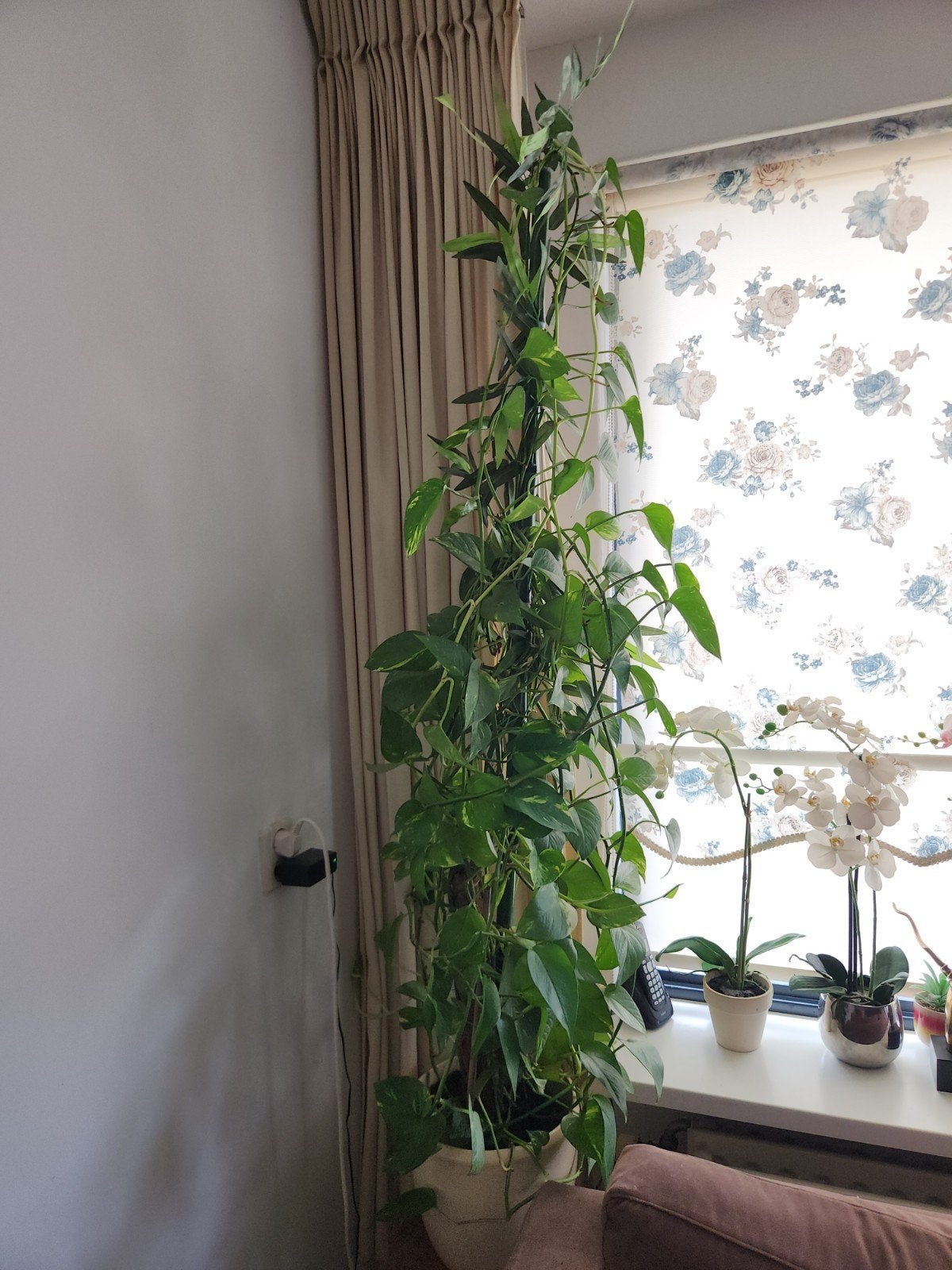 Grote en weelderige Pothos kamerplant, Huis en Inrichting, Ophalen