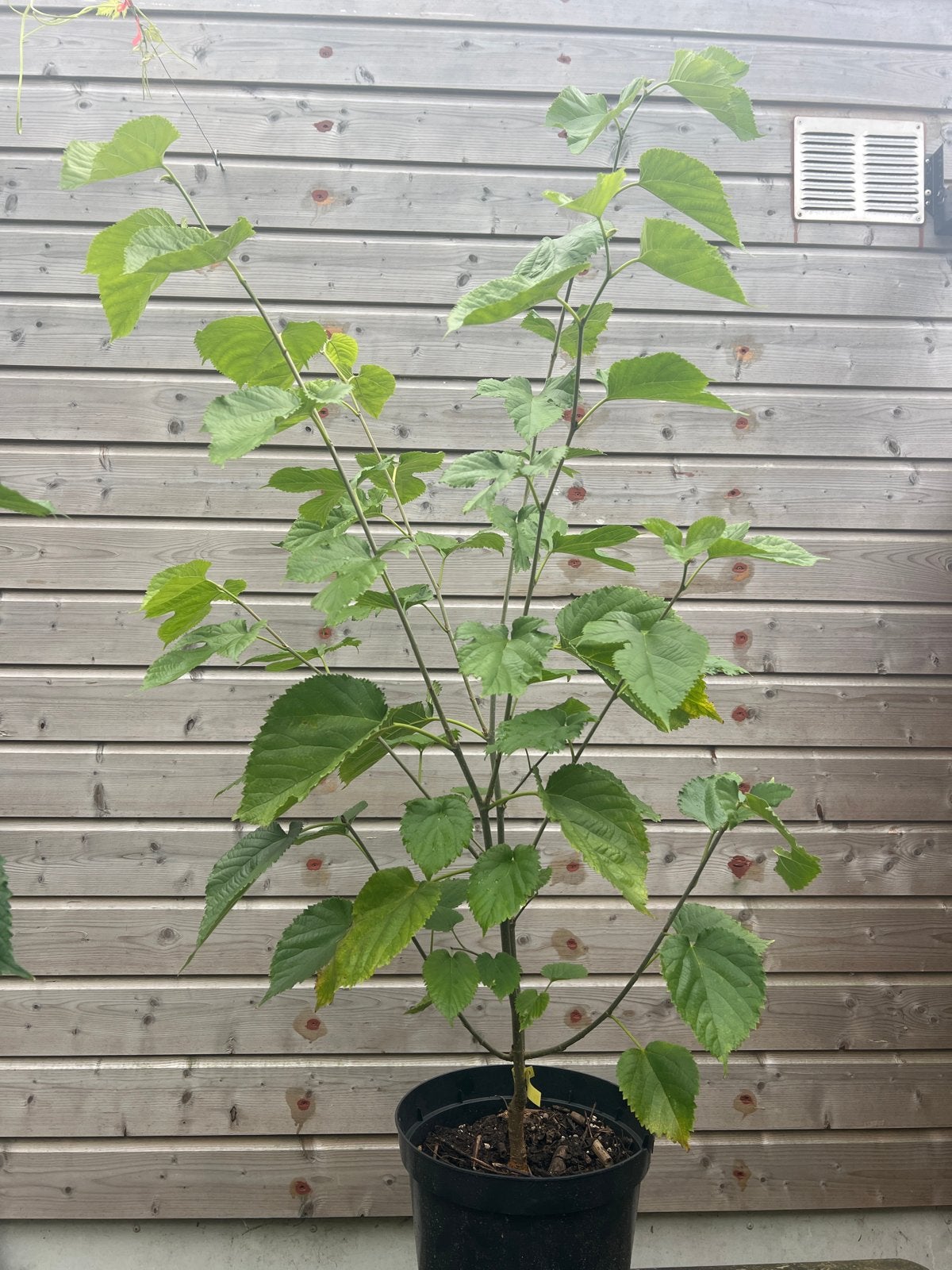 Originele Pakistan Moerbei - 3 jaar oud - lange vruchten, Tuin en Terras, Ophalen of Verzenden, 100 tot 250 cm, In pot, Overige soorten