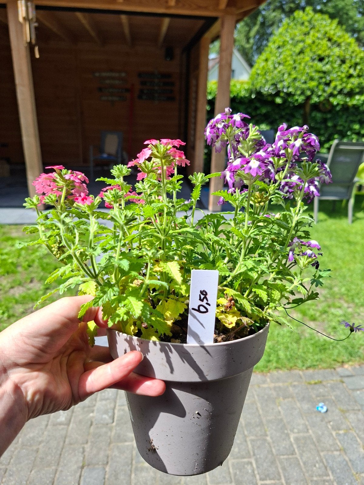 Opgemaakte potjes met vrolijke zomerbloeiers, Tuin en Terras, Planten | Tuinplanten, Volle zon, Eenjarig, Zomer, Ophalen