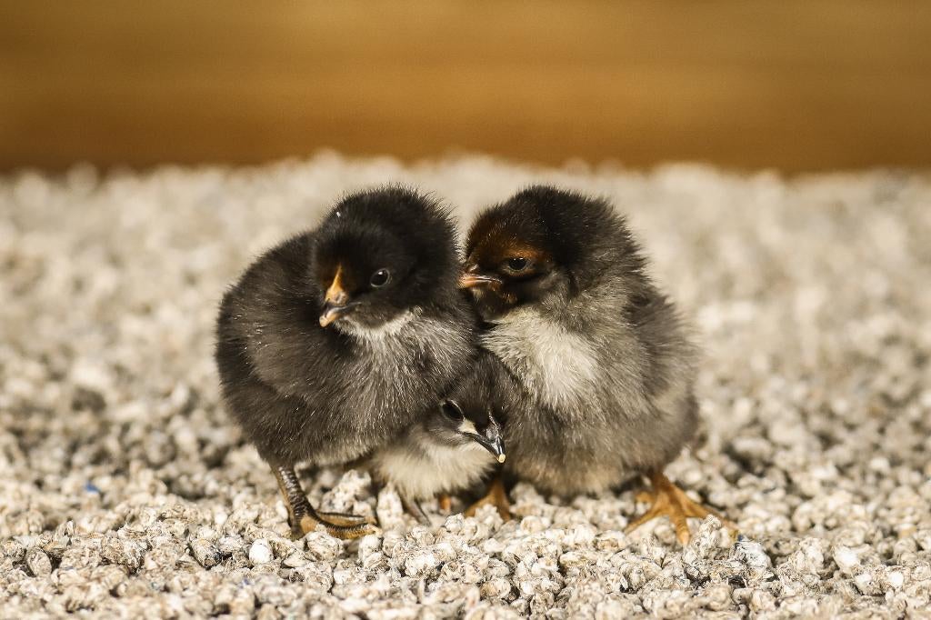 Orpington groot kippenkuikens | Gesekst en Ingeënt, Vrouwelijk, Kip