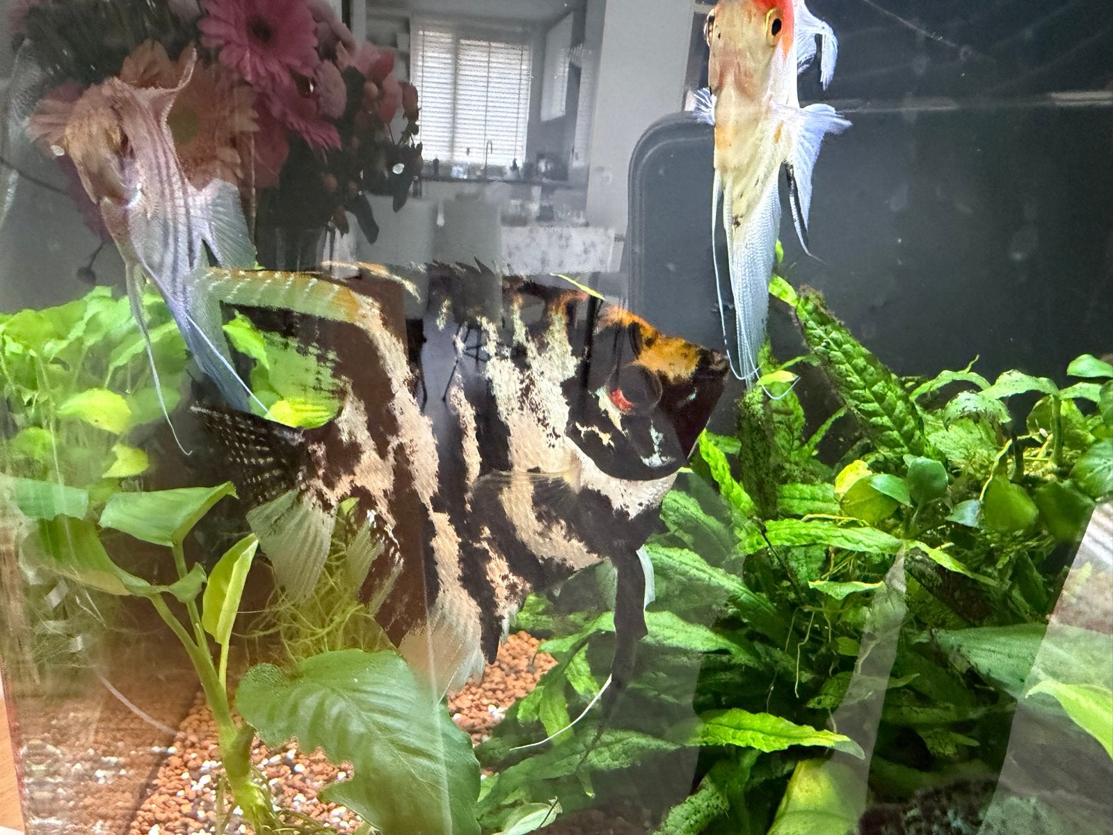 3 stk Maan vissen, Kusabi-gourami man vrouw.indaalgeter, Vis, Zoetwatervis, Schoolvis