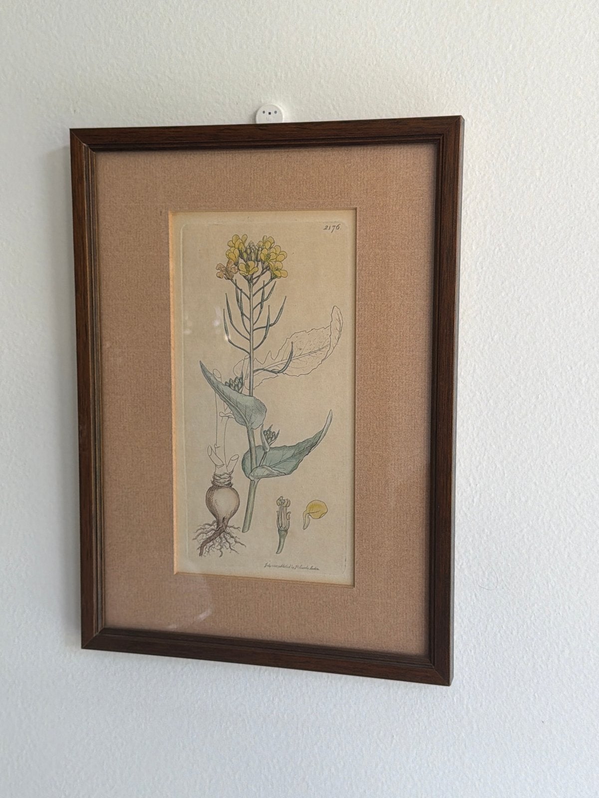 Antieke Botanische Print - J. Sowerby, 1810, Minder dan 50 cm, Gebruikt, Oorspronkelijke maker, Ophalen of Verzenden