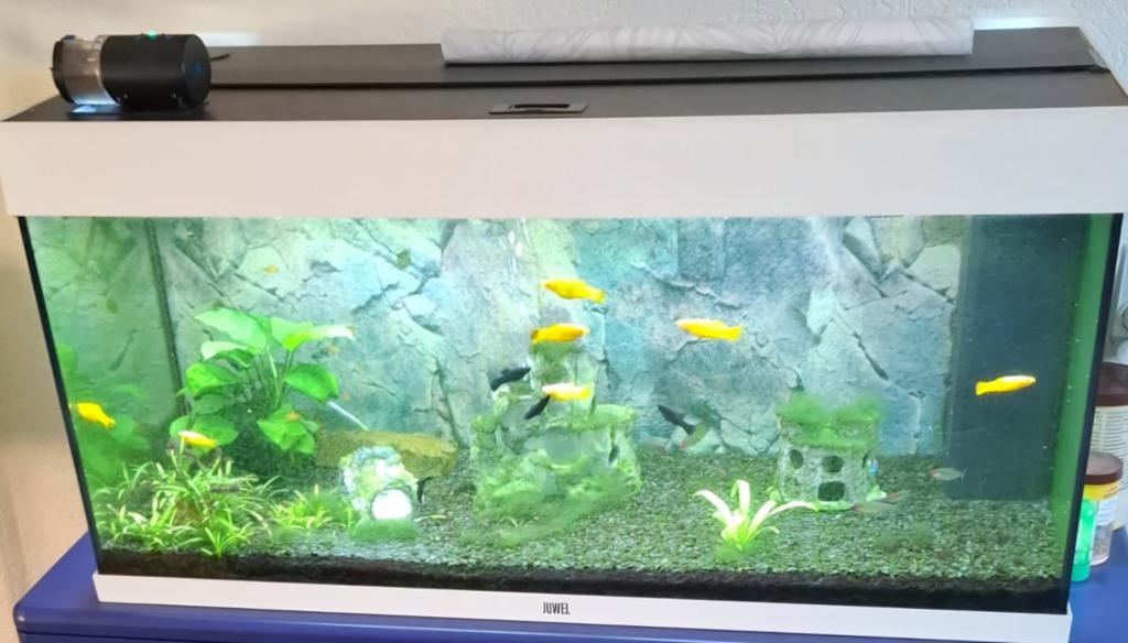Aquarium te koop, Ophalen of Verzenden, Gevuld zoetwateraquarium