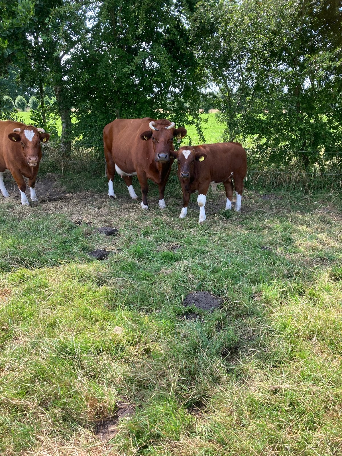 Brandrode koe met stiertje, Dieren en Toebehoren, Runderen, Mannelijk