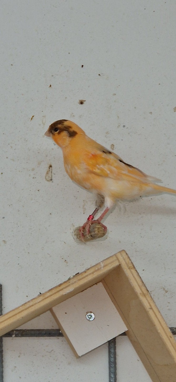 Kanaries., Meerdere dieren, Kleurkanarie