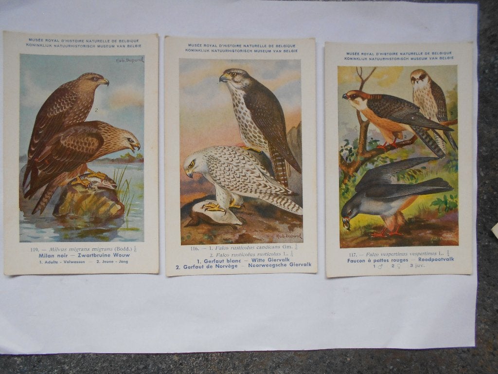 Vogelkaarten Koninklijk Natuurhistorisch Museum Hub Dupond, Ophalen of Verzenden, 1920 tot 1940, Ongelopen, Vogel