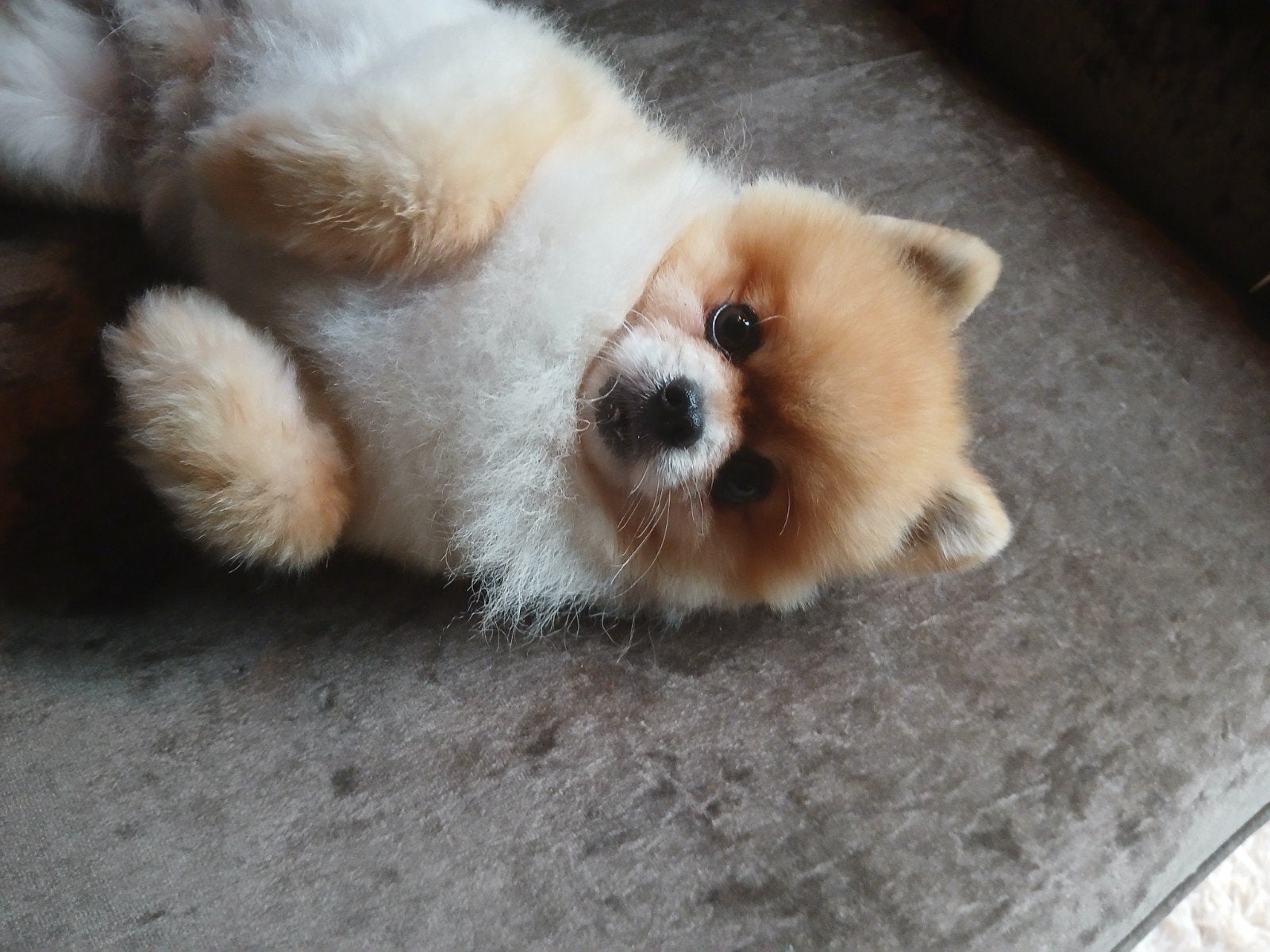Pomeriaan bearface dekreu. Niet te koop!, Keeshond, Rabiës (hondsdolheid), Reu, Eén hond