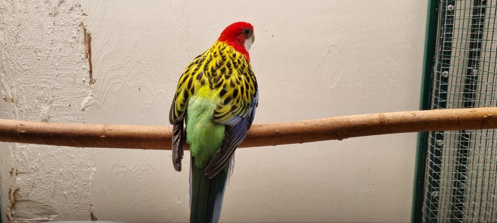 Pracht Rosella man!, Dieren en Toebehoren, Vogels | Parkieten en Papegaaien, Mannelijk, Parkiet, Geringd