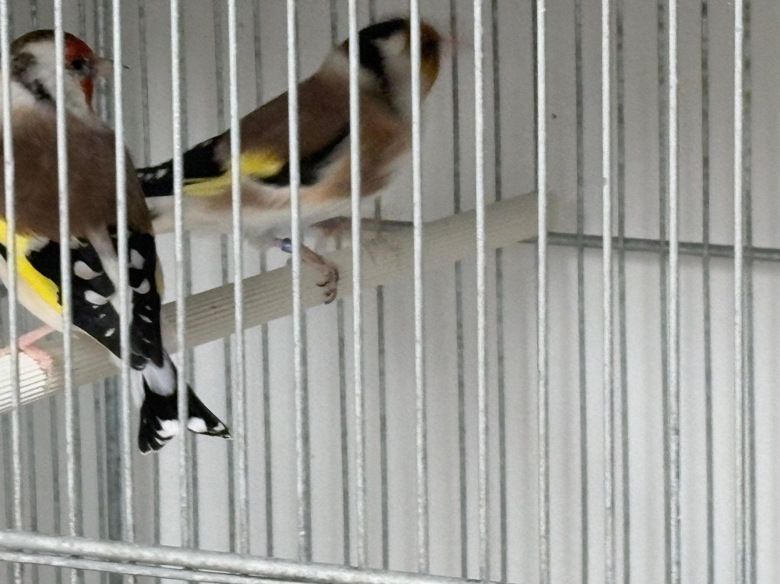 Majoor putters koppel, Dieren en Toebehoren, Meerdere dieren, Wildzangvogel