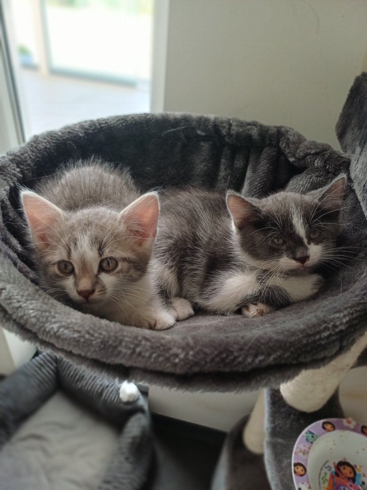 Halflangharige grijze kittens, Meerdere dieren