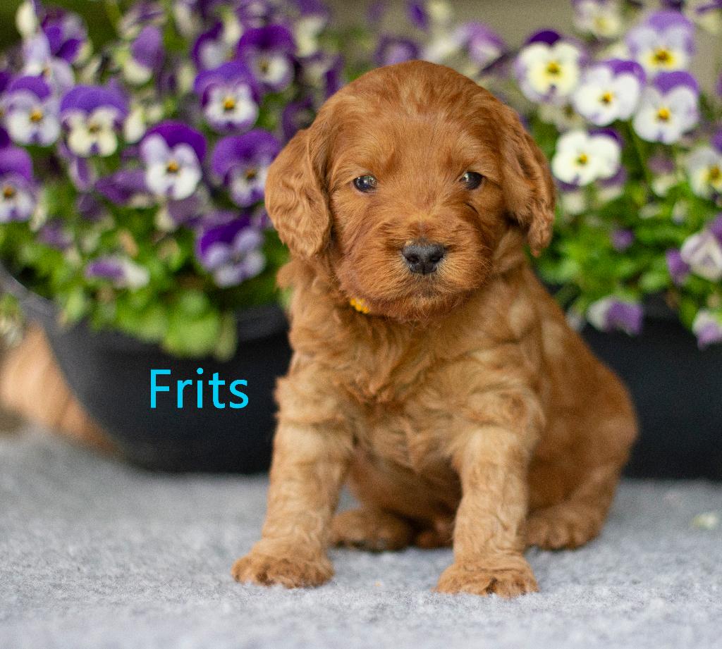 Prachtige Australian Labradoodles puppy’s medium, Dieren en Toebehoren, Honden | Niet-rashonden, Parvo, 8 tot 15 weken, Meerdere