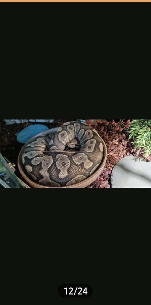 2 koningspythons tekoop, Dieren en Toebehoren, Reptielen en Amfibieën, Slang, Tam, 0 tot 2 jaar