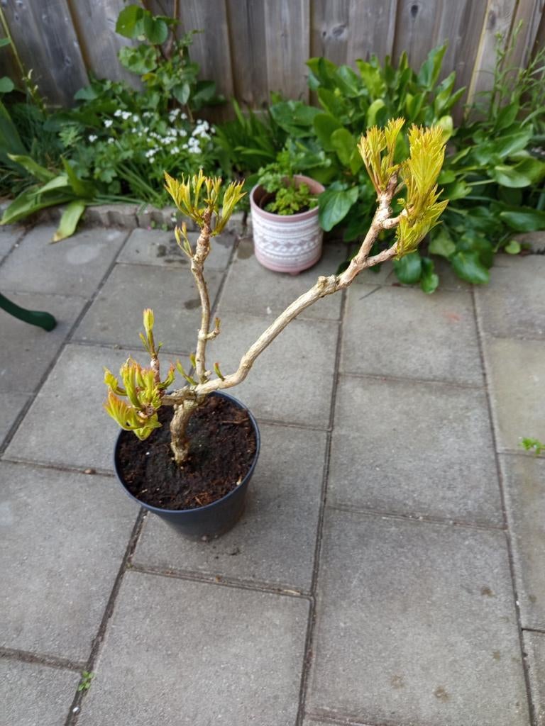 Trompetklimmer (campsis 'indian summer') in pot, Ophalen, Volle zon, Vaste plant, Klimplanten