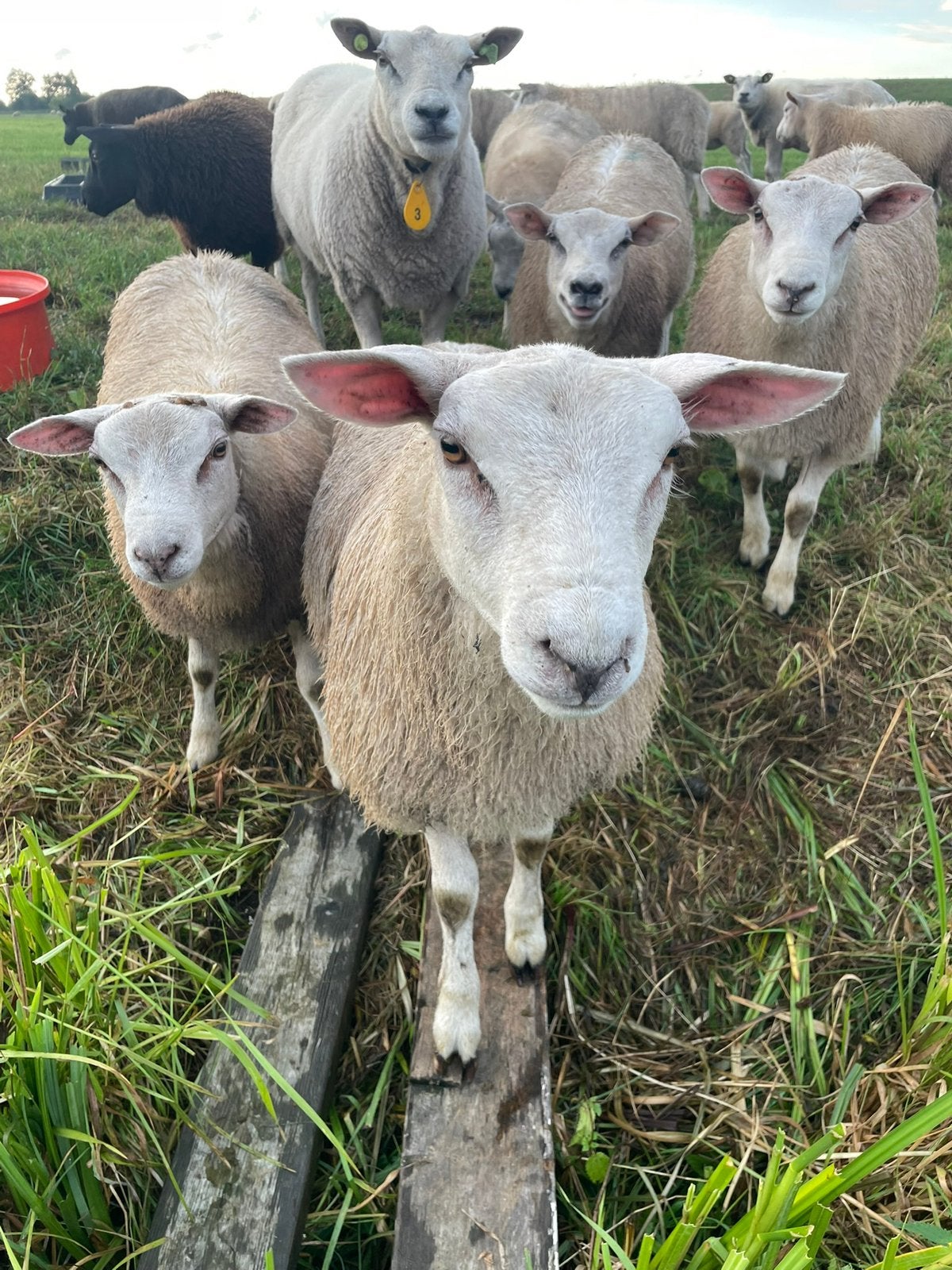 Ooi lam, Dieren en Toebehoren, Vrouwelijk, Schaap, 0 tot 2 jaar