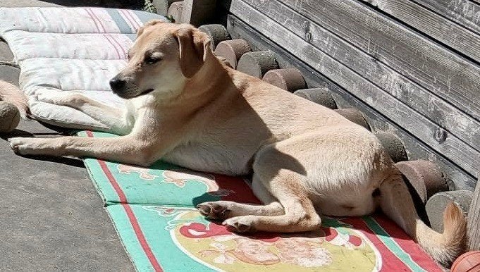 DE LEUKSTE HONDEN , ZOEKEN EEN THUIS, GASTGEZIN REGIO A'DAM, 1 tot 2 jaar, Parvo, Meerdere, Meerdere dieren
