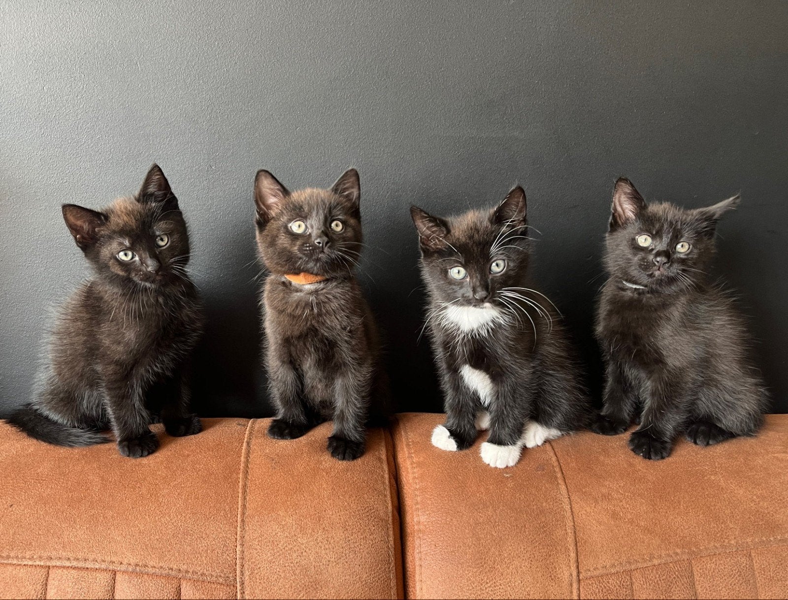 Kittens, Dieren en Toebehoren, Meerdere dieren, Ontwormd, 0 tot 2 jaar
