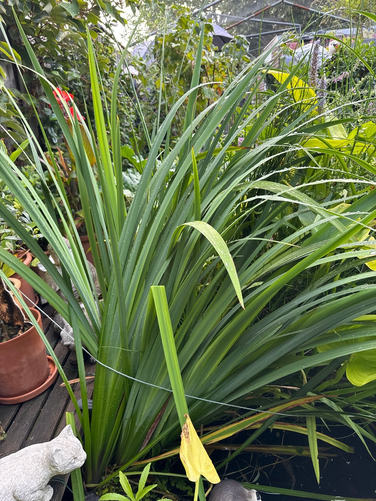 Gele iris voor vijver of tuin, Tuin en Terras, Planten | Tuinplanten, Ophalen, Vaste plant, Siergrassen, Halfschaduw